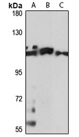 FAM65B antibody