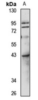 FBLIM1 antibody
