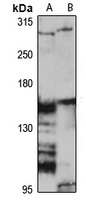 Fibrillin-2 antibody