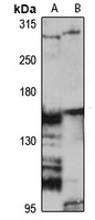 Anti-Fibrillin-2 Antibody