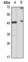 Anti-FBXO4 Antibody