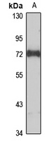 FBXW5 antibody