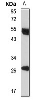 FCGR1B antibody
