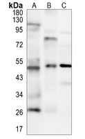 Anti-CD32a Antibody