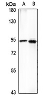 FCHO2 antibody