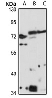Anti-Fggy Antibody