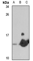 FKBP1B antibody