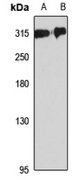 Filamin-2 antibody