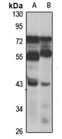 FMO5 antibody