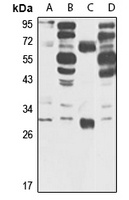 Anti-FMR1NB Antibody
