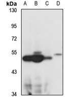 Anti-BF-1 Antibody