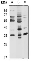 FSTL3 antibody