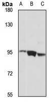 Anti-FSTL5 Antibody