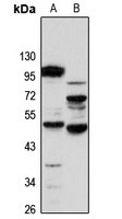 FUCA1 antibody