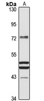 Frizzled 10 antibody