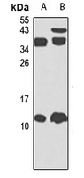 G0S2 antibody