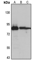 Anti-G2E3 Antibody