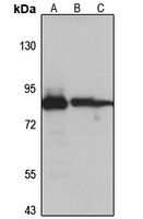 G2E3 antibody