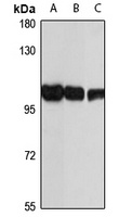 Anti-GAA Antibody