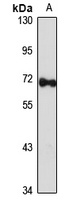 GBP2 antibody