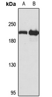 GCC2 antibody