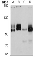 Gemin-4 antibody