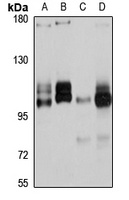 Anti-Gemin-4 Antibody