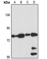 GFAT2 antibody