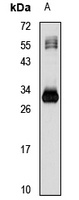 Anti-GGPS1 Antibody