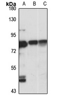 GIMAP8 antibody