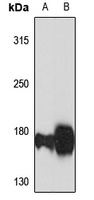 GLG1 antibody