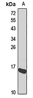 Anti-GRX2 Antibody