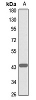 Anti-G alpha 15 Antibody