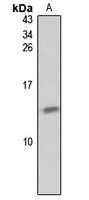 GNGT2 antibody