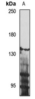 GNPTAB antibody