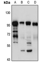 Golgin-97 antibody
