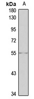 Anti-GP2 Antibody