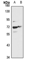 Glypican 1 antibody
