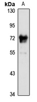 Glypican-4 antibody