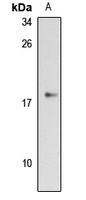 GPIHBP1 antibody