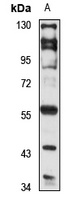 GPR37 antibody