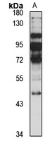 Anti-GPR4 Antibody