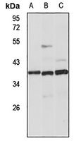 GPR62 antibody