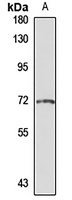 Anti-GRHL2 Antibody