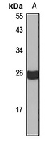 MAAI antibody
