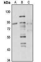GTPBP1 antibody