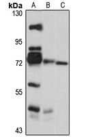 Anti-GTSE1 Antibody