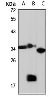 GULP antibody