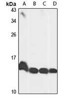 Histone H2A.V antibody