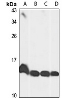 Anti-Histone H2A.V Antibody